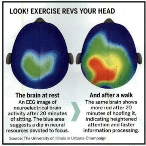 BRAIN WORKING PERCENT